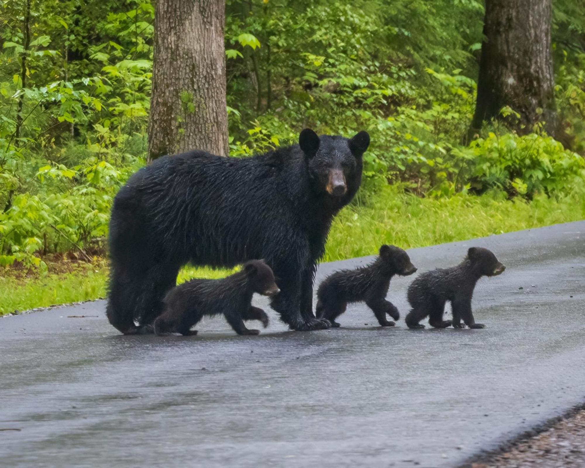 Bear End Villa Sevierville Kültér fotó